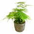 Asparagus Fern - Flowers & Plants Co