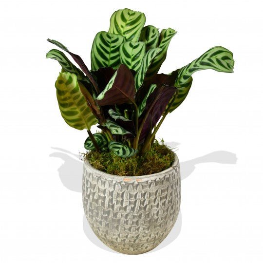Calathea Freddie