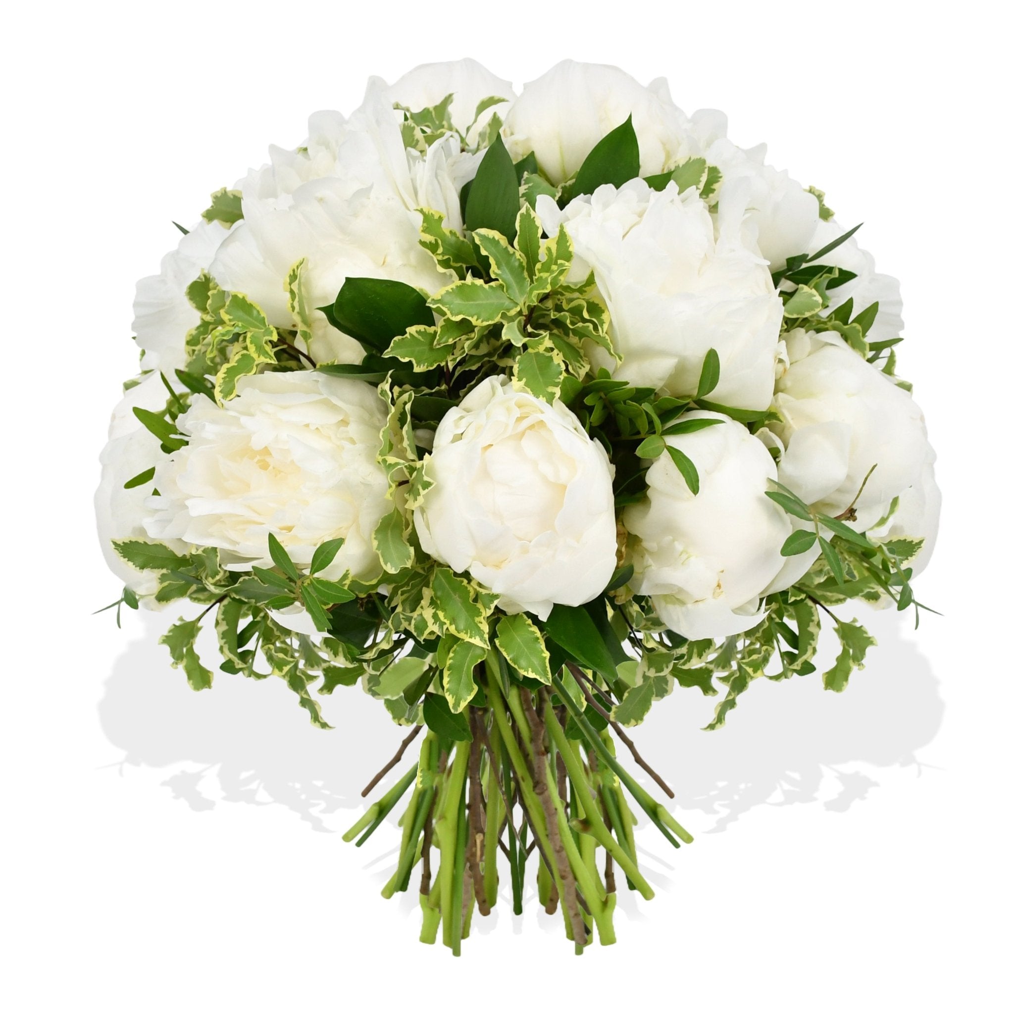 Cloud Nine - Flowers &amp; Plants Co