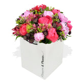 Coral Charm - Flowers & Plants Co