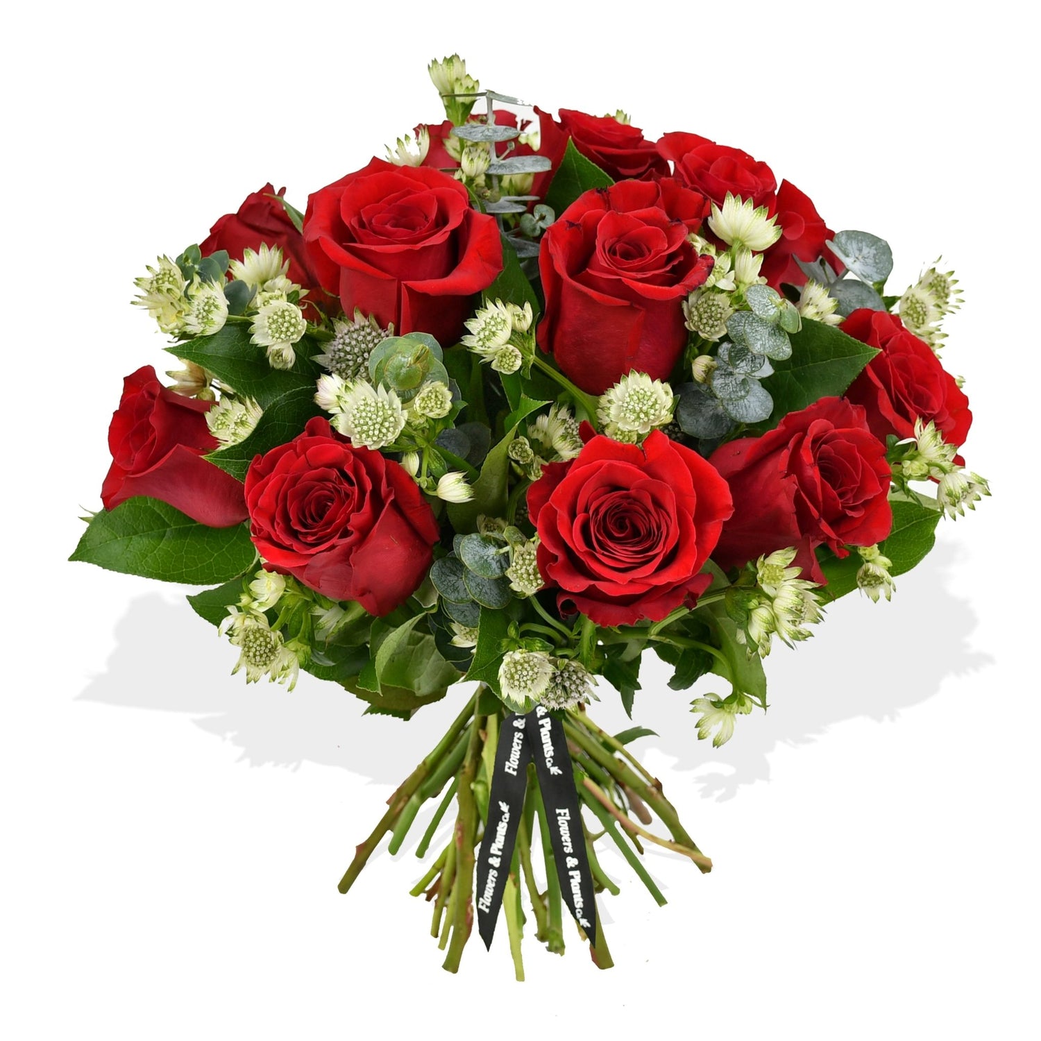 Elixir of Love - Flowers &amp; Plants Co