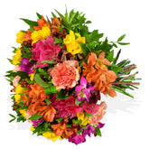 Rainbow Road Freesia Flowers & Plants Co