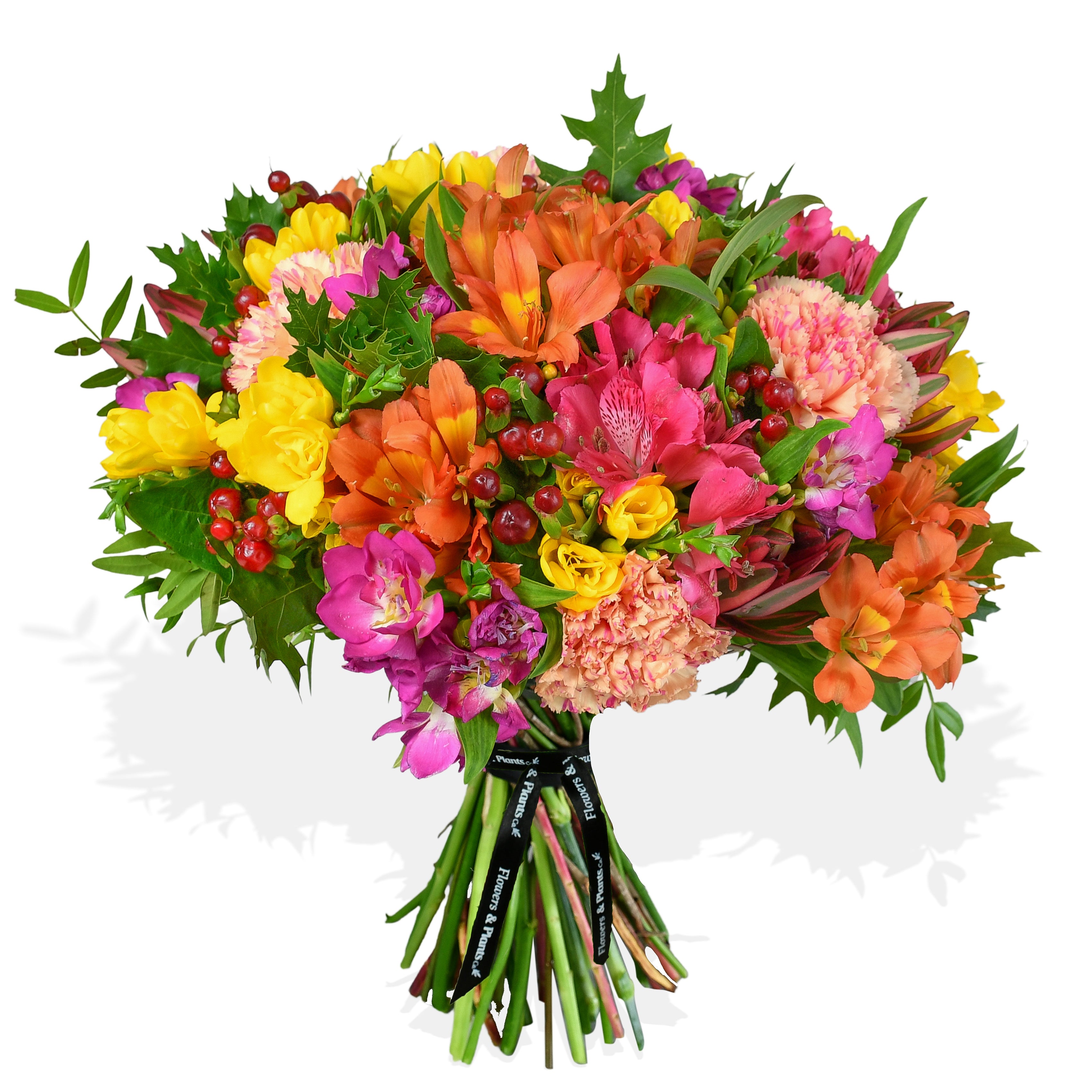 Rainbow Road Freesia Flowers &amp; Plants Co