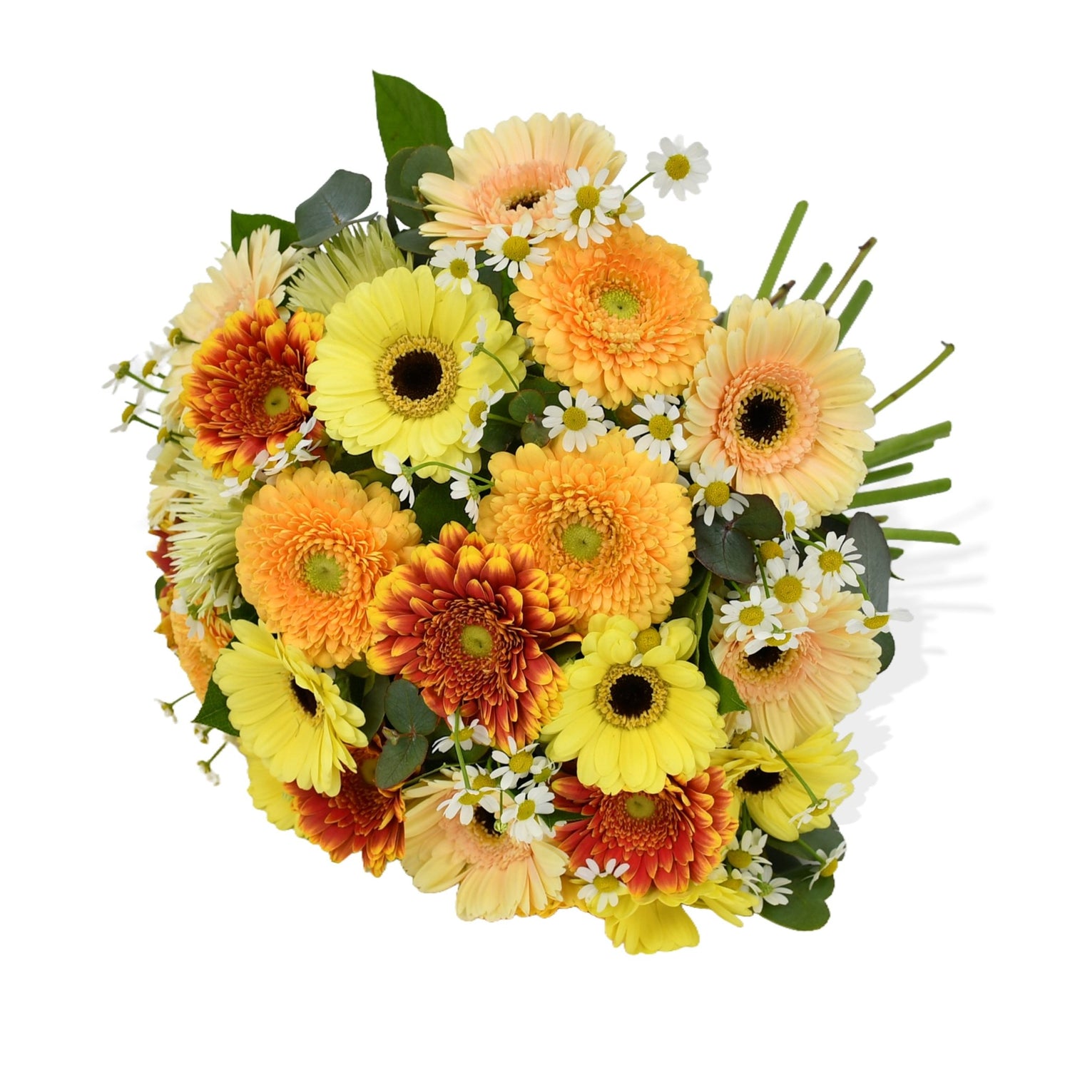 Gerbera Mix - Flowers &amp; Plants Co