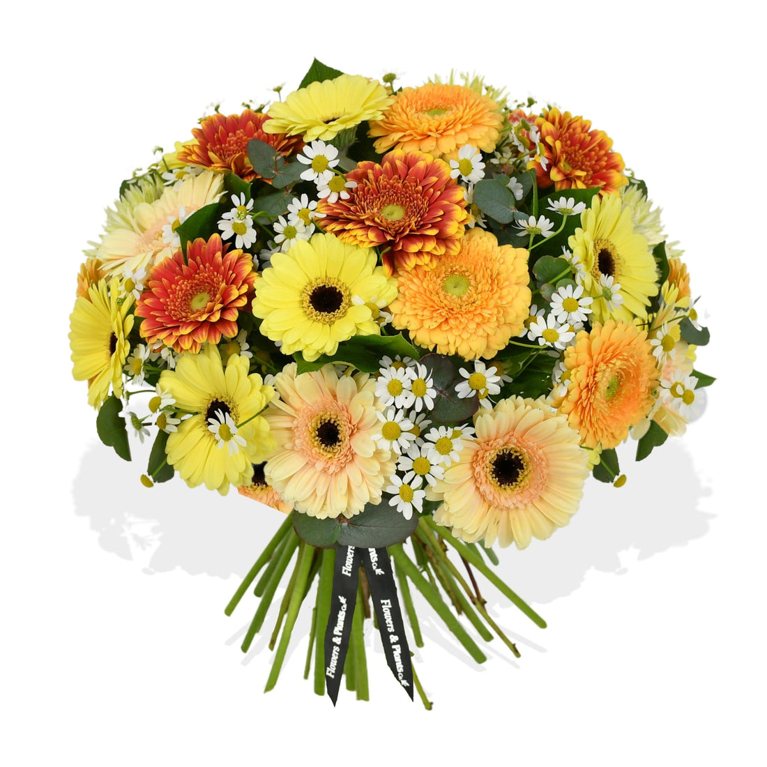 Gerbera Mix - Flowers &amp; Plants Co