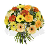 Gerbera Mix - Flowers & Plants Co