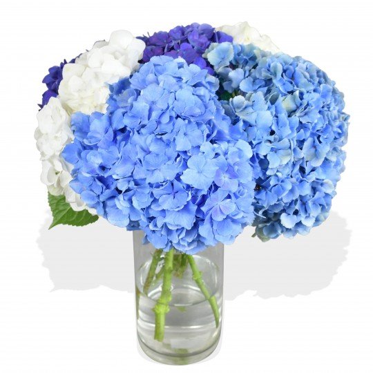 Happy Hydrangeas - Flowers &amp; Plants Co