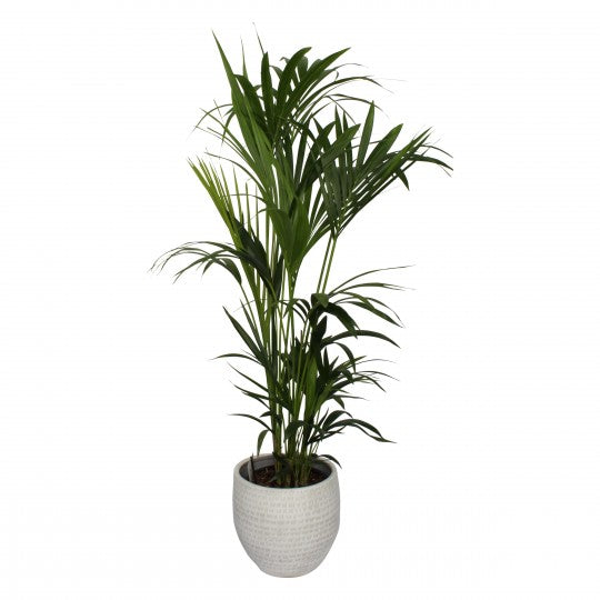 Kentia Palm In a Pot  Flowers &amp; Plants Co
