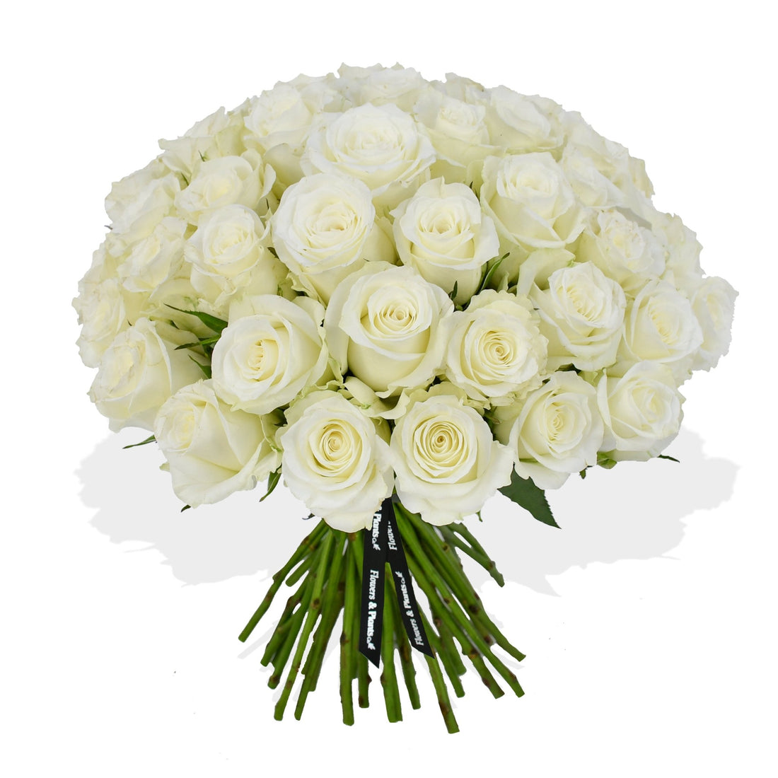 Momento - Flowers &amp; Plants Co