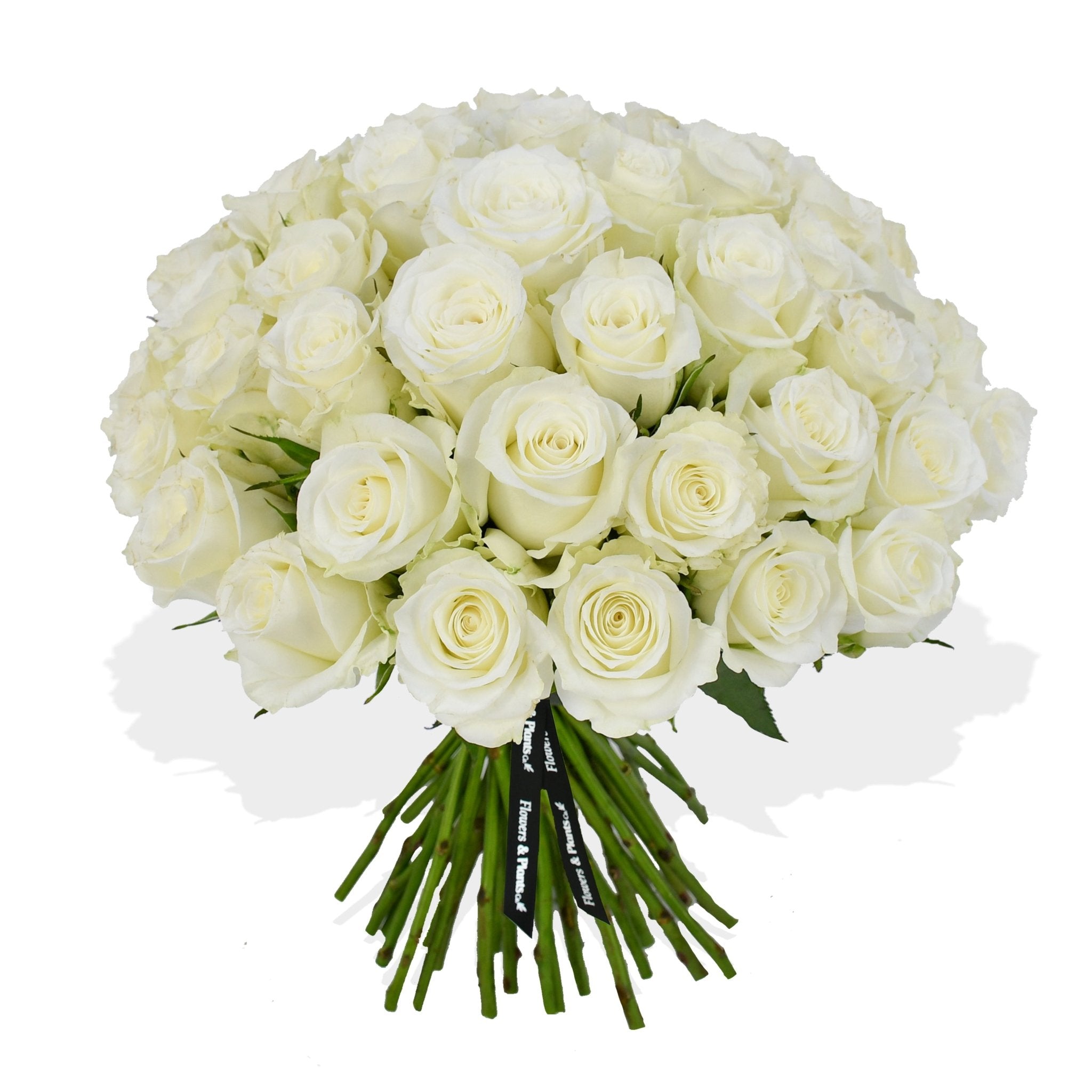 Momento - Flowers &amp; Plants Co