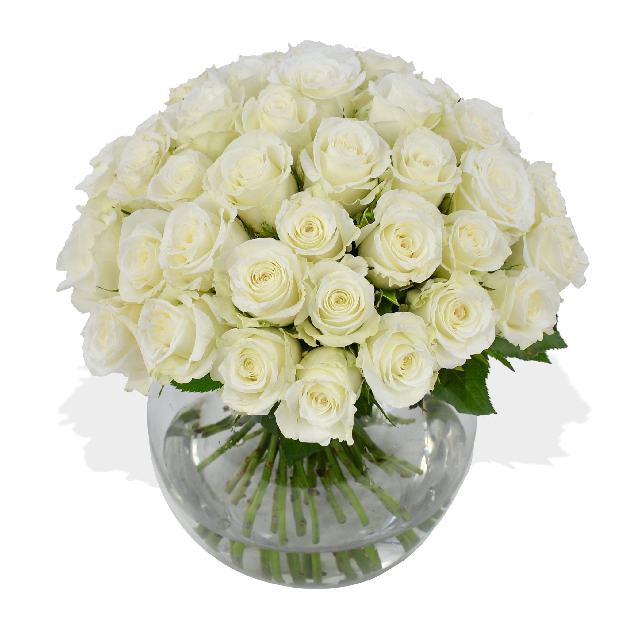 Momento - Flowers &amp; Plants Co