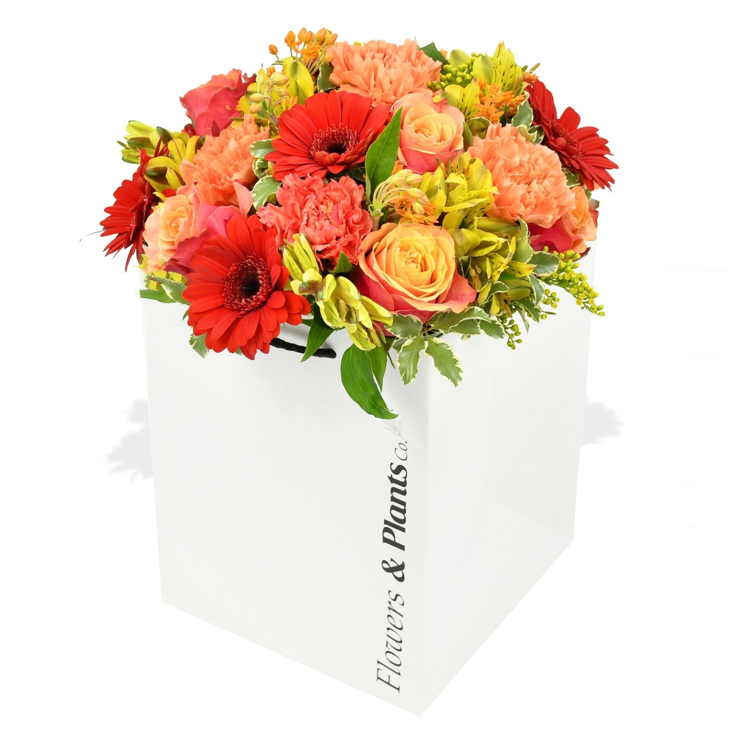 Peach Melba - Flowers &amp; Plants Co