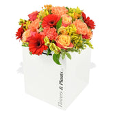 Peach Melba - Flowers & Plants Co
