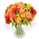 Peach Melba - Flowers & Plants Co