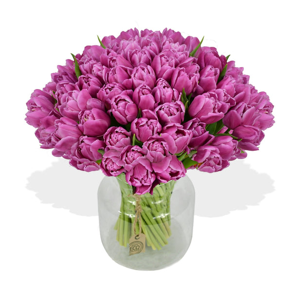 Purple Tulips - Flowers & Plants Co