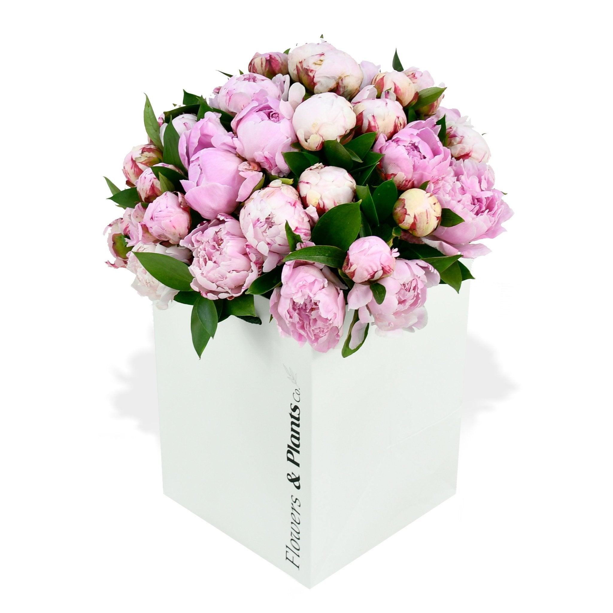 Sarah Bernhardt - Flowers &amp; Plants Co