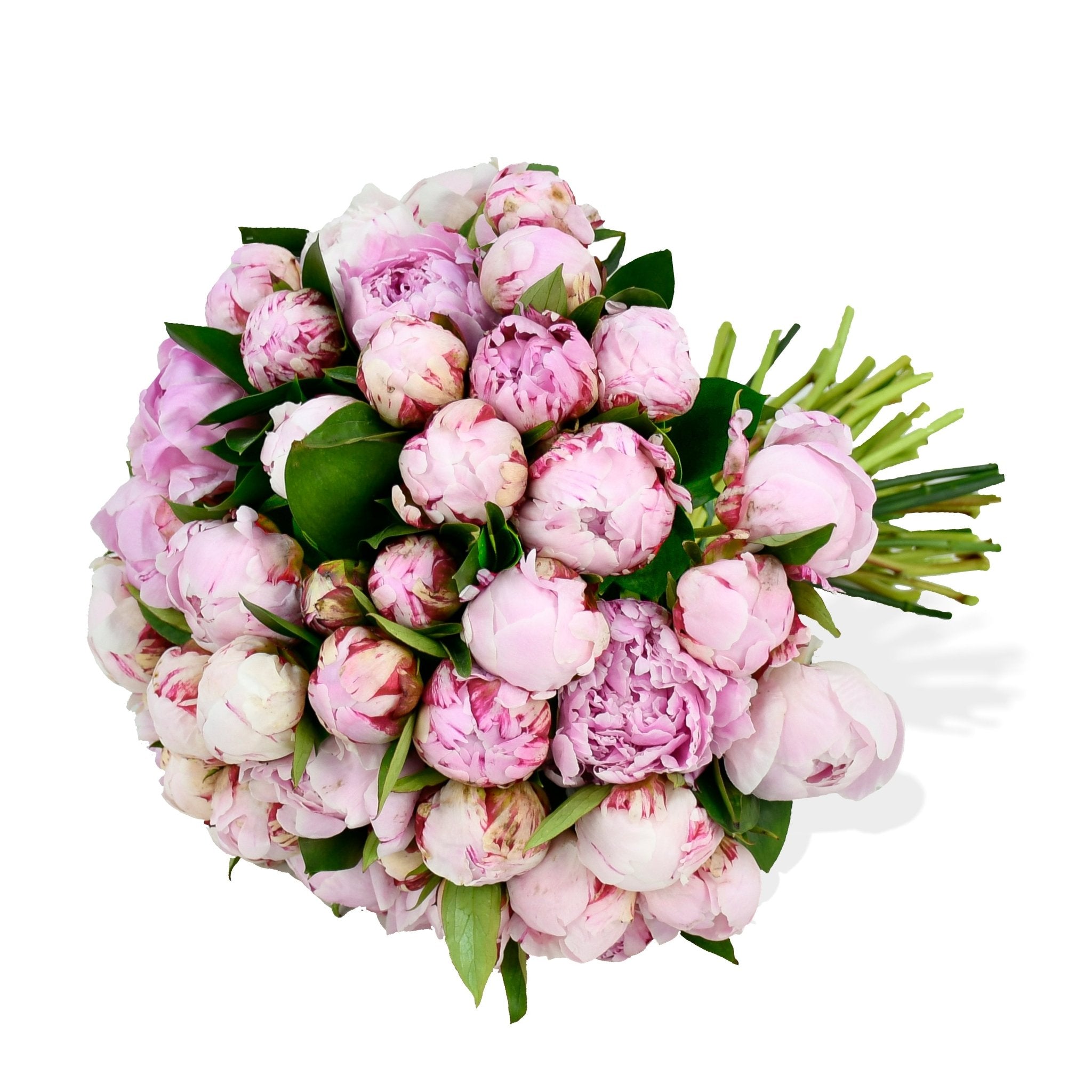 Sarah Bernhardt - Flowers &amp; Plants Co