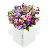 Scented Stocks - Flowers & Plants Co