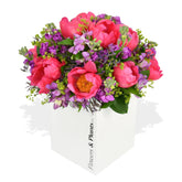 Stocks and Peonies - Flowers & Plants Co