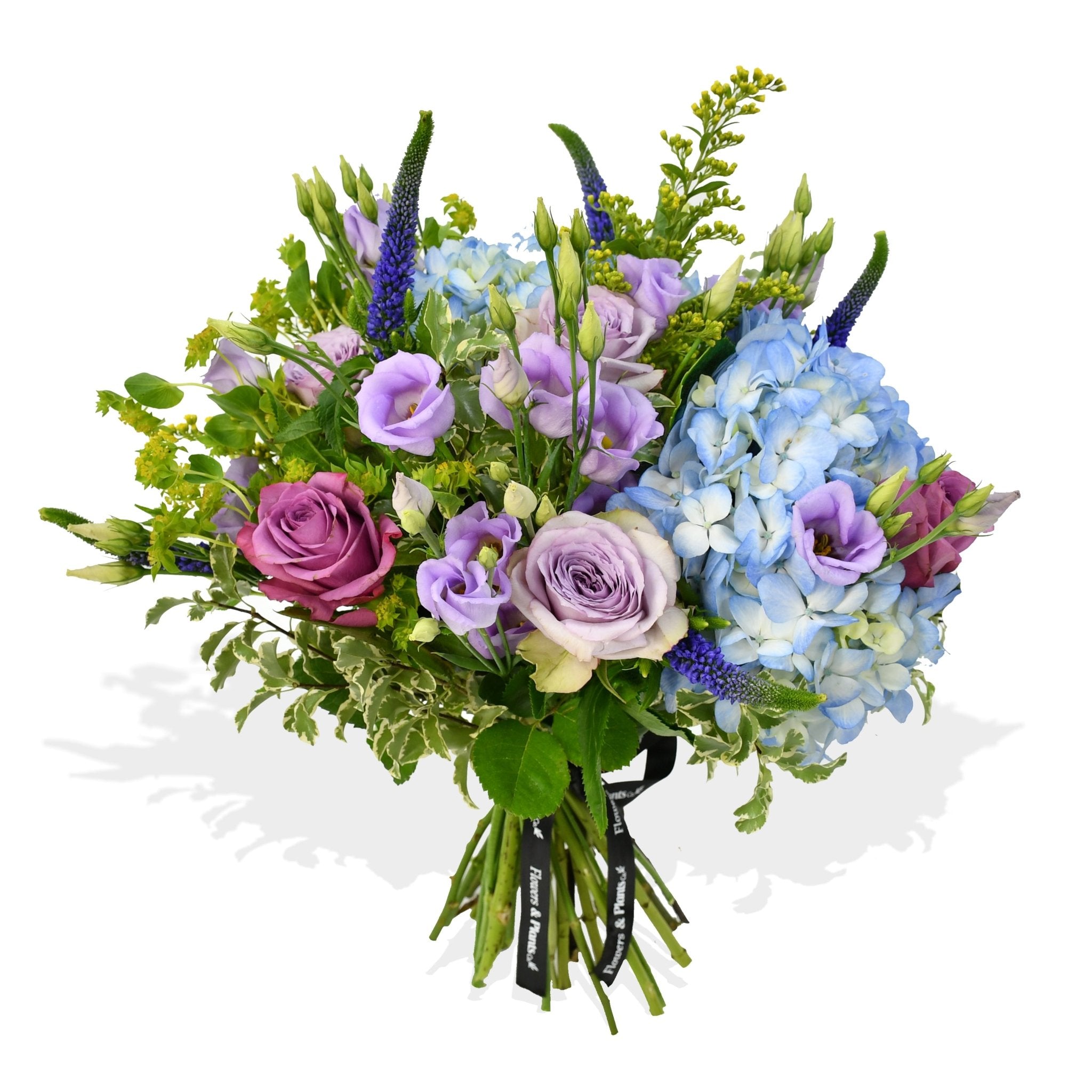 The Star &amp; Thistle - Flowers &amp; Plants Co