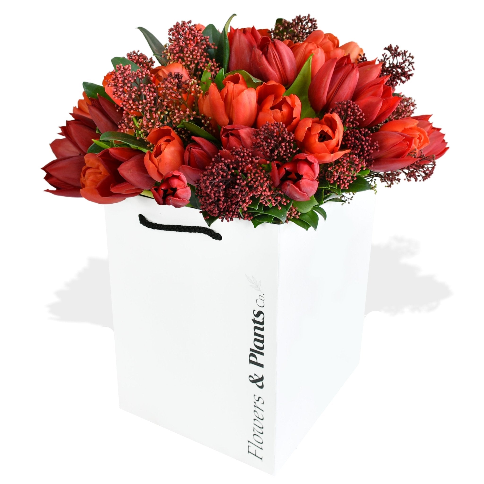 Tulips &amp; Skimmia - Flowers &amp; Plants Co