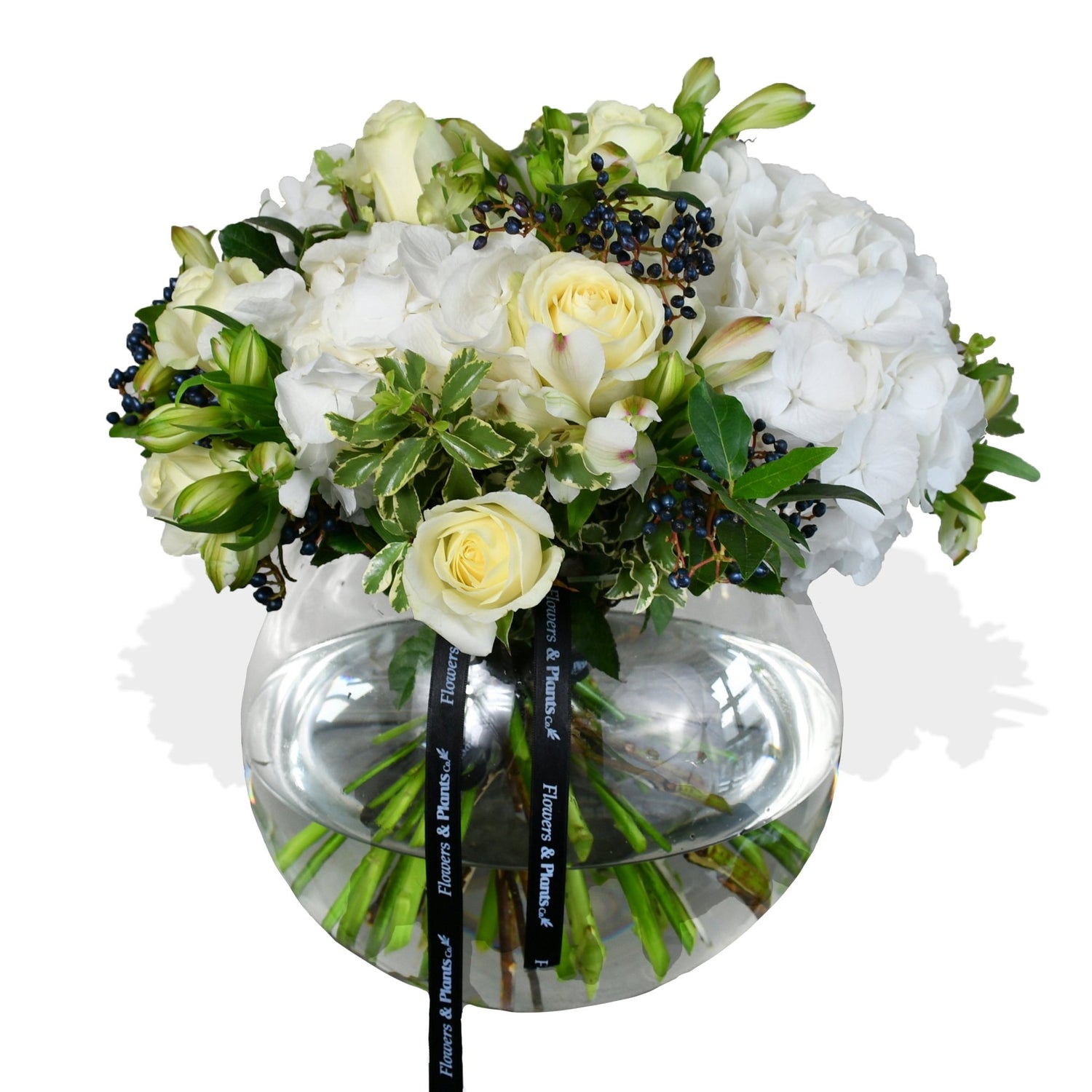White Pearl - Flowers &amp; Plants Co