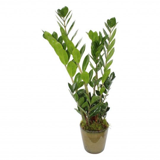 ZZ plant